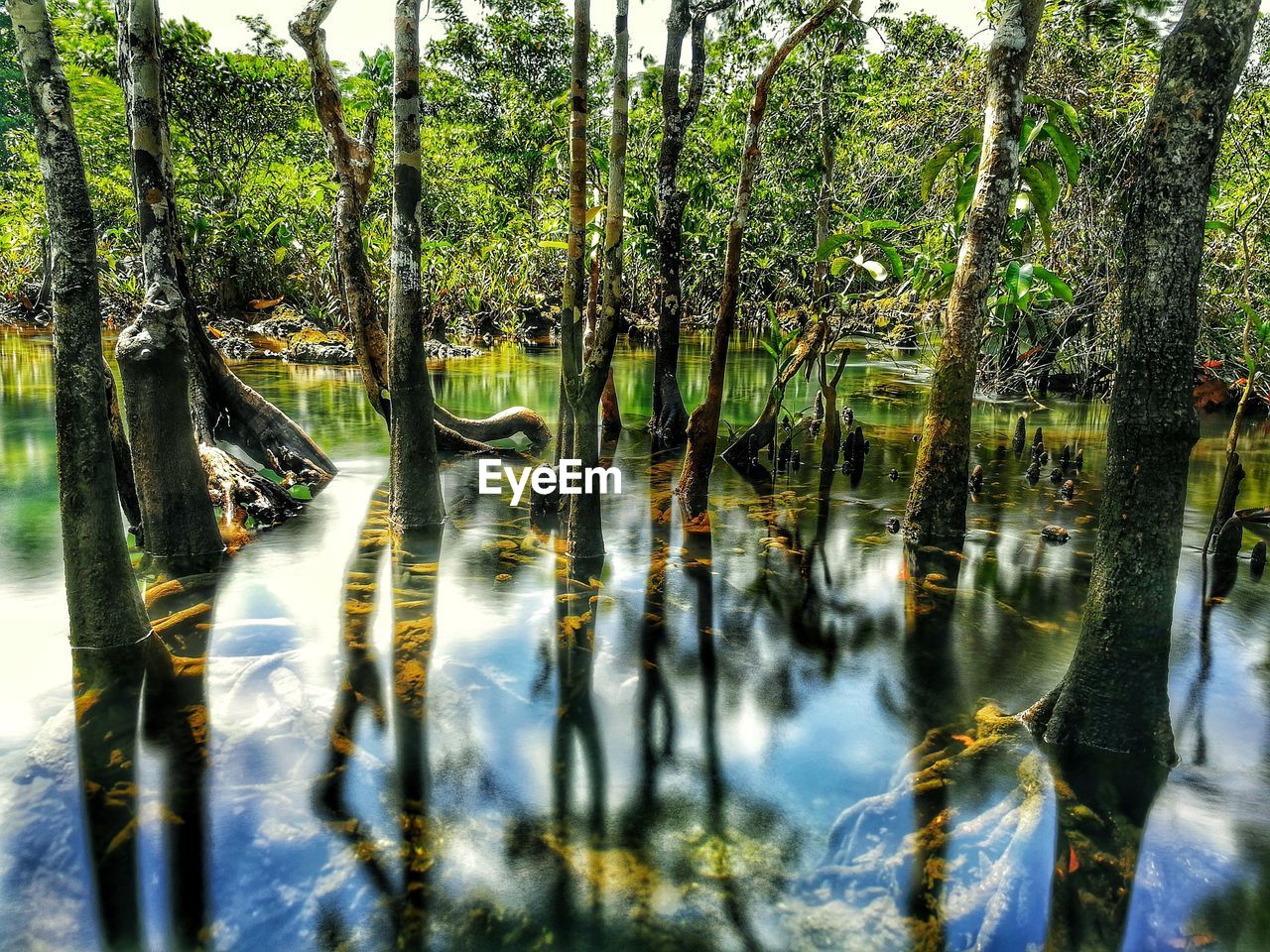 The Mangroves Mangrove Forest Long Exposure On Eyeem