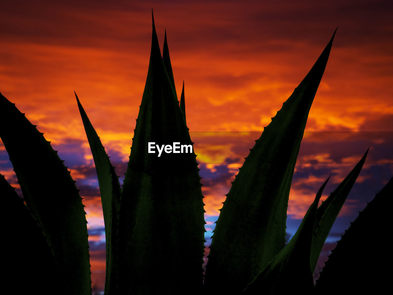 Close-up of silhouette plants against cloudy sky during sunset