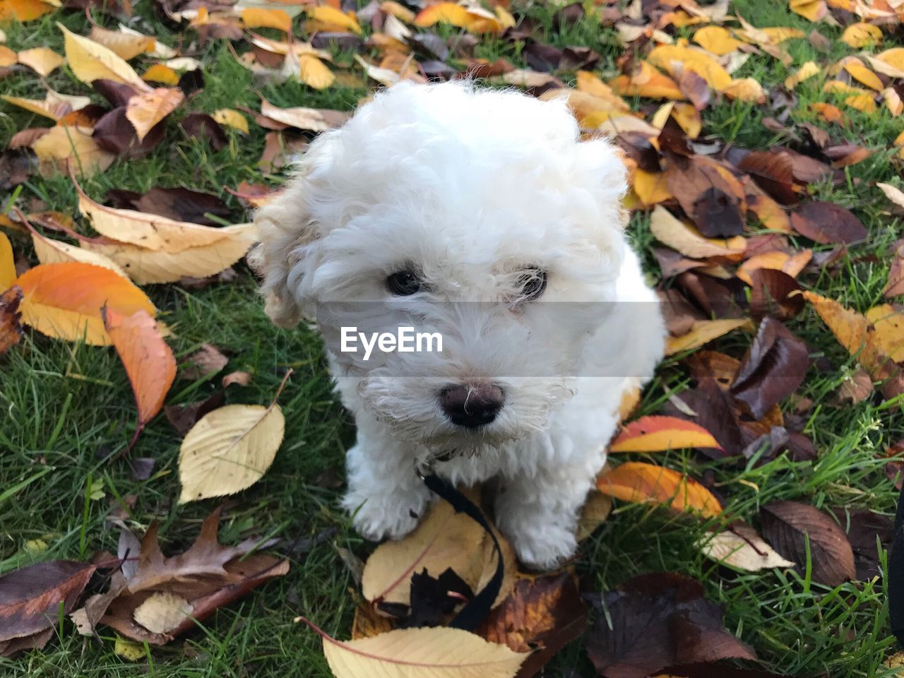 Dog Leaf Autumn Pets One Animal Animal Themes Eyeem