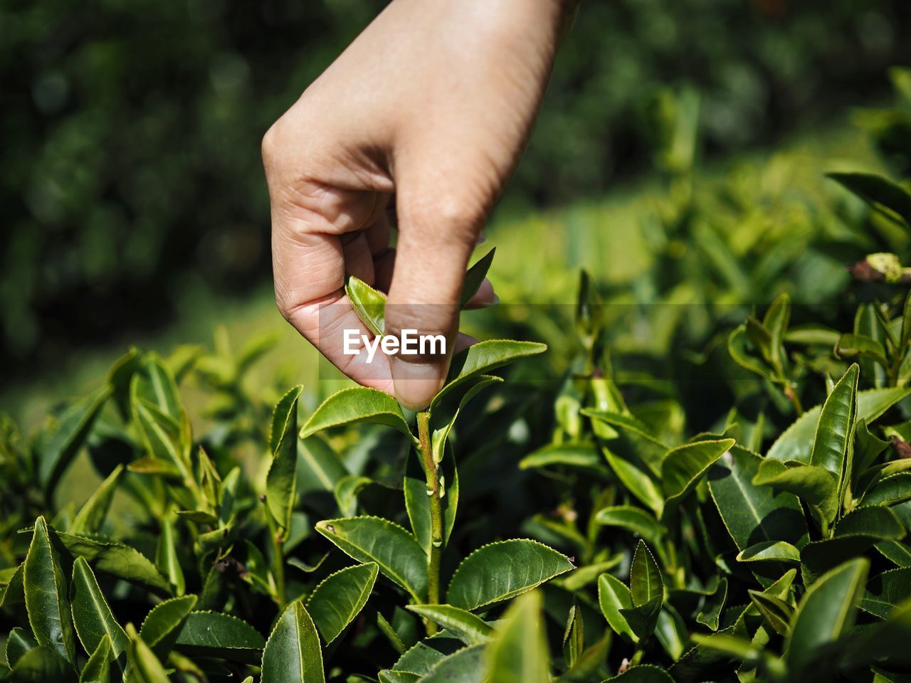 Cropped hand of person picking tea leaves