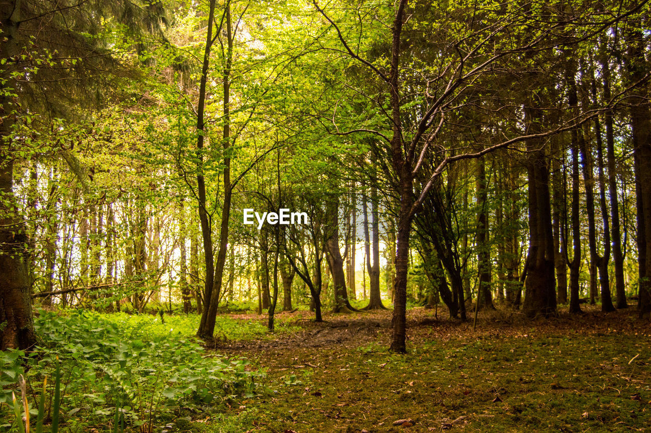 TREES AND PLANTS IN FOREST