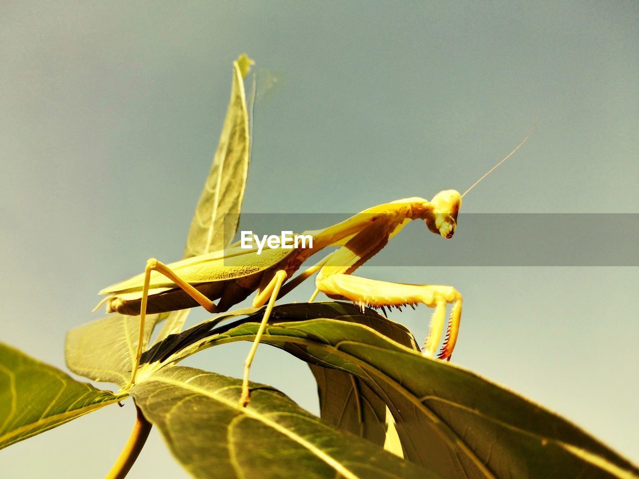 yellow, animal themes, macro photography, animal, insect, animal wildlife, one animal, mantis, nature, close-up, wildlife, leaf, plant part, praying mantis, no people, green, grasshopper, animal body part, day, wing, outdoors, plant, focus on foreground, beauty in nature, animal wing