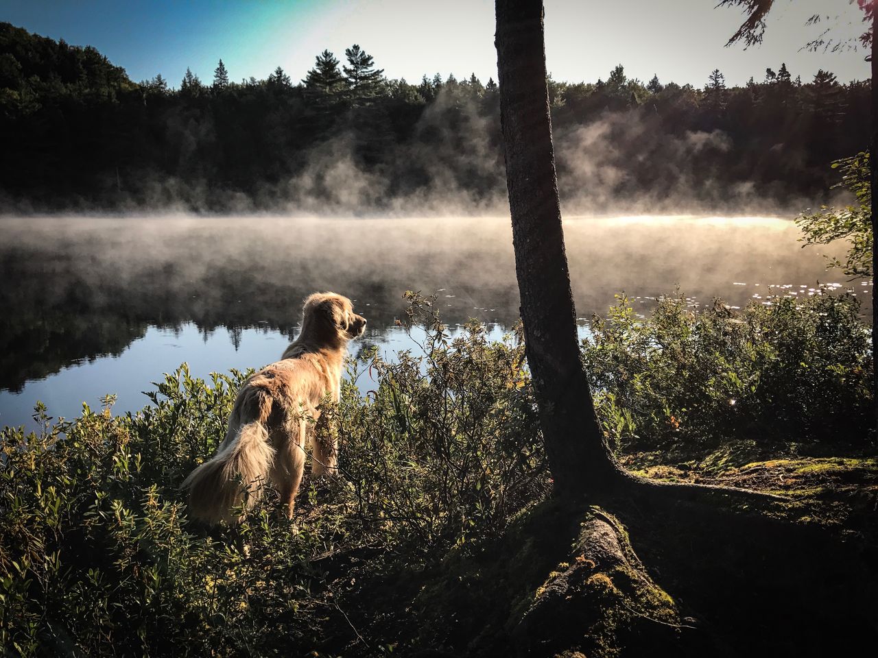 Morning Autumn Mist Dogs Reflection Nature Tree Eyeem