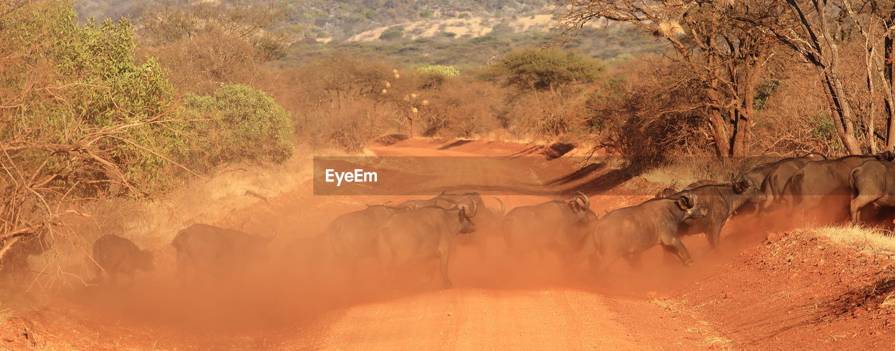 Buffaloes crossing dirt road by dust at tsavo east national park