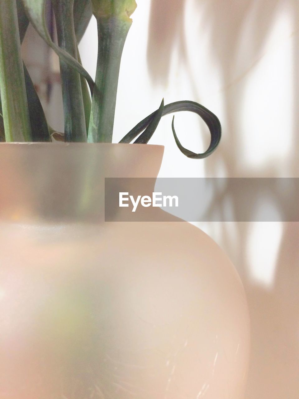 Close-up of plants in vase