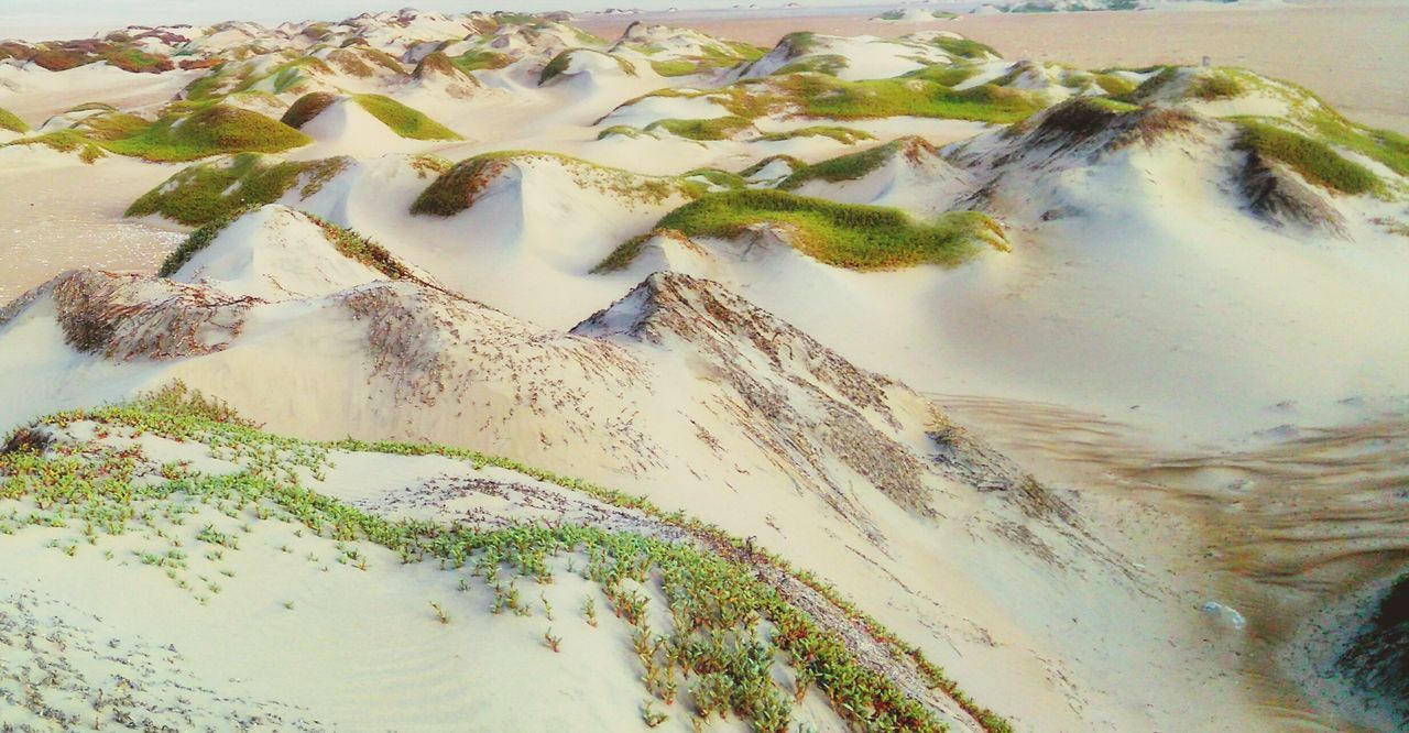 Closeup of plants growing in sand at beach ID 107428804