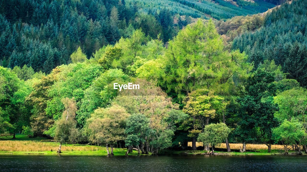 SCENIC VIEW OF TREE BY PLANTS