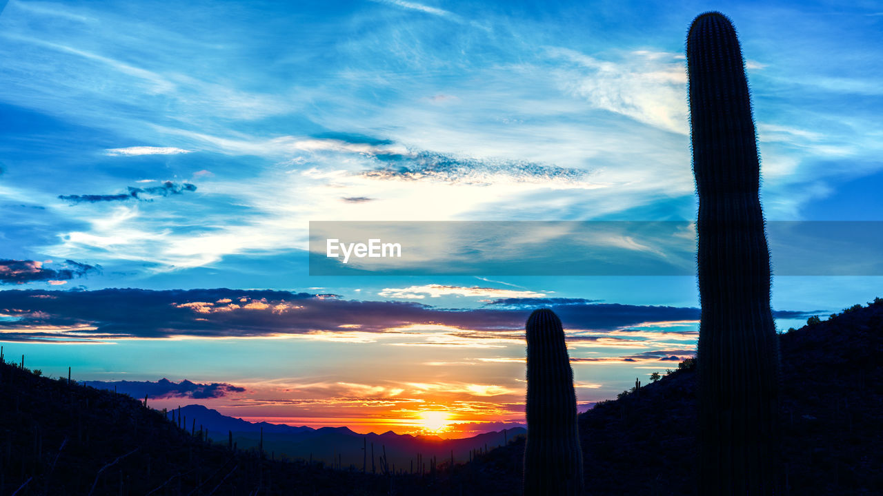 Silhouette saguaro cactus in desert