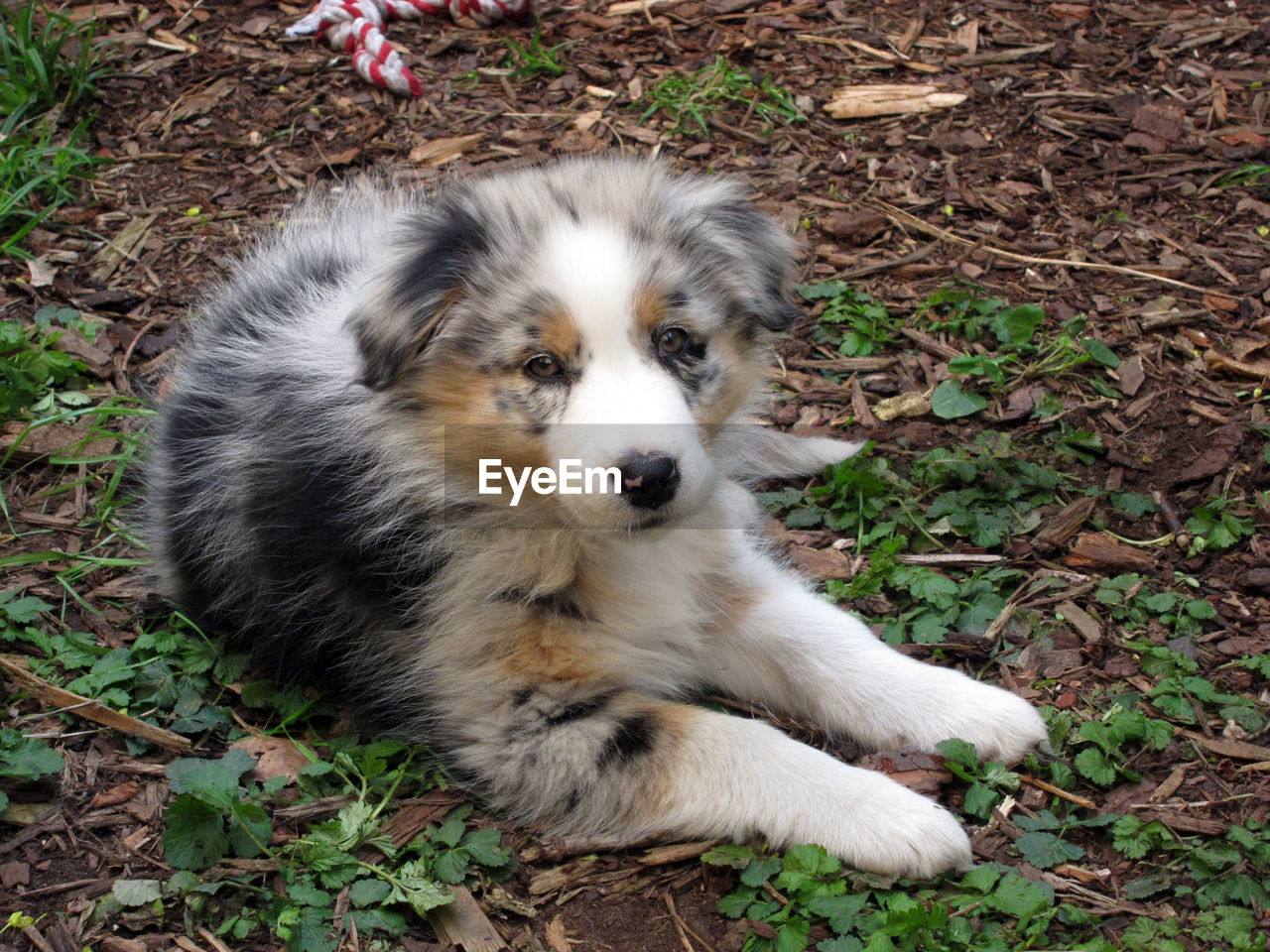 CLOSE-UP OF DOG RELAXING ON FIELD