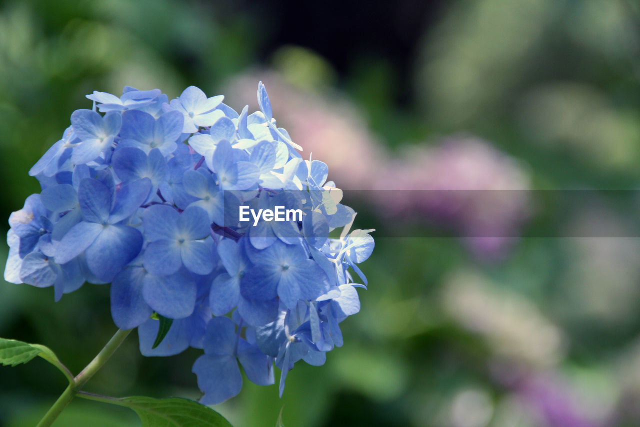 CLOSE-UP OF PURPLE FLOWERS BLOOMING