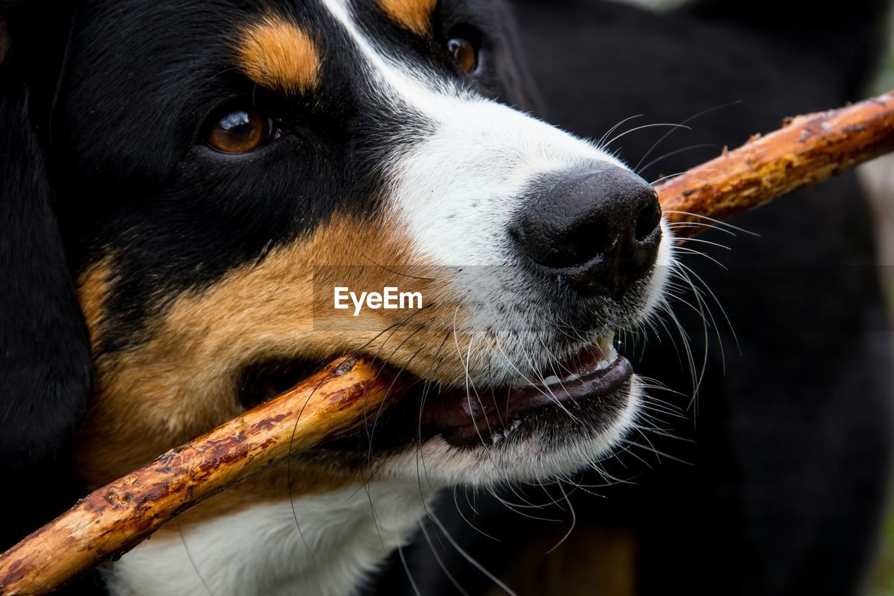 Closeup of dog with stick in mouth ID 61168662