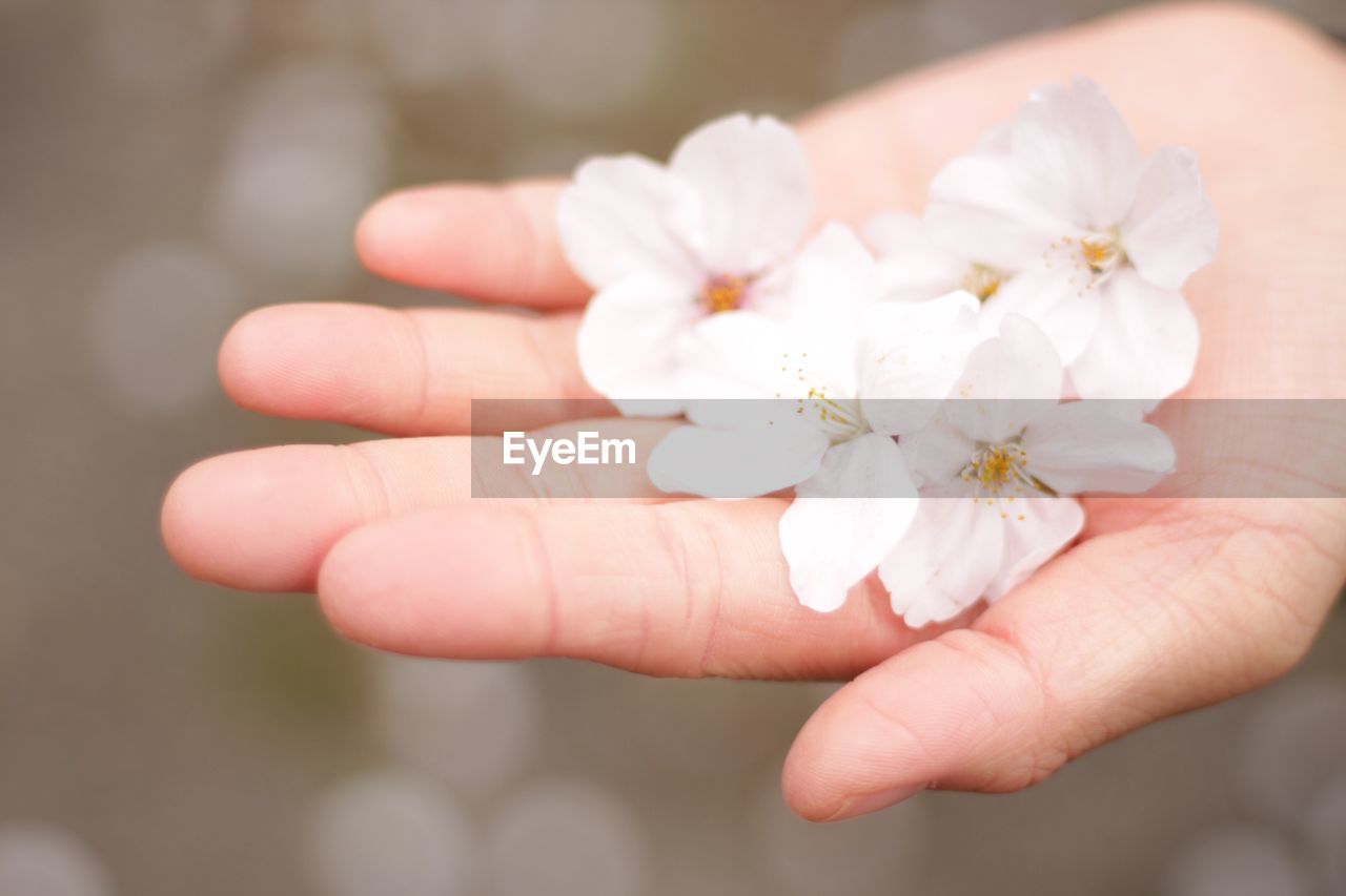 Cropped image of hand holding white flower