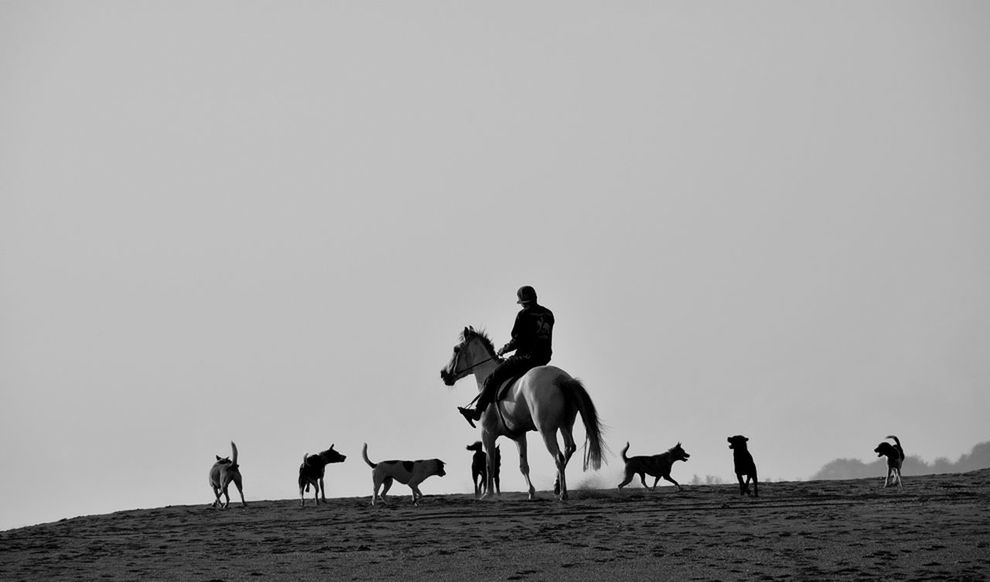 Side view of horse ride on landscape against clear sky