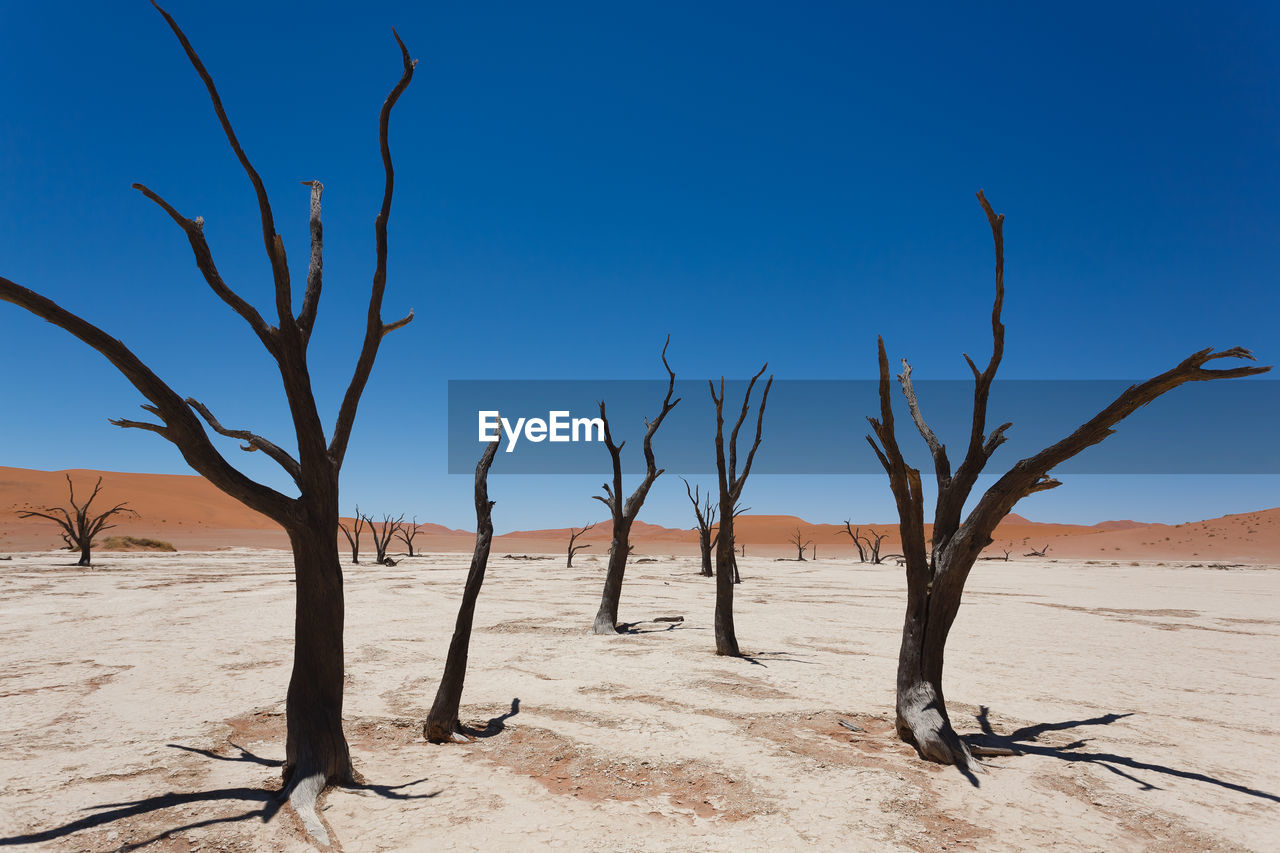 BARE TREES ON DESERT AGAINST SKY