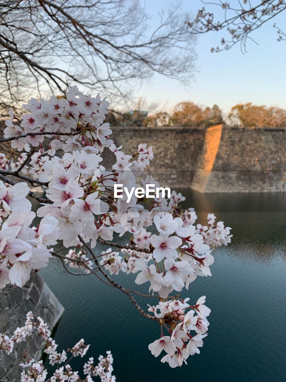 CHERRY BLOSSOMS IN RIVER