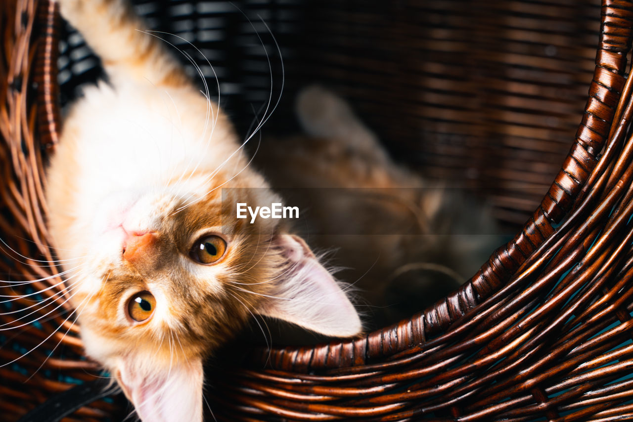 Close-up of a ginger norwegian forest cat in basket