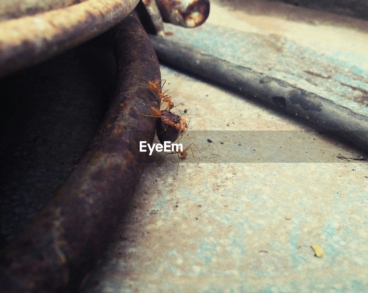 Ants on rusty metal