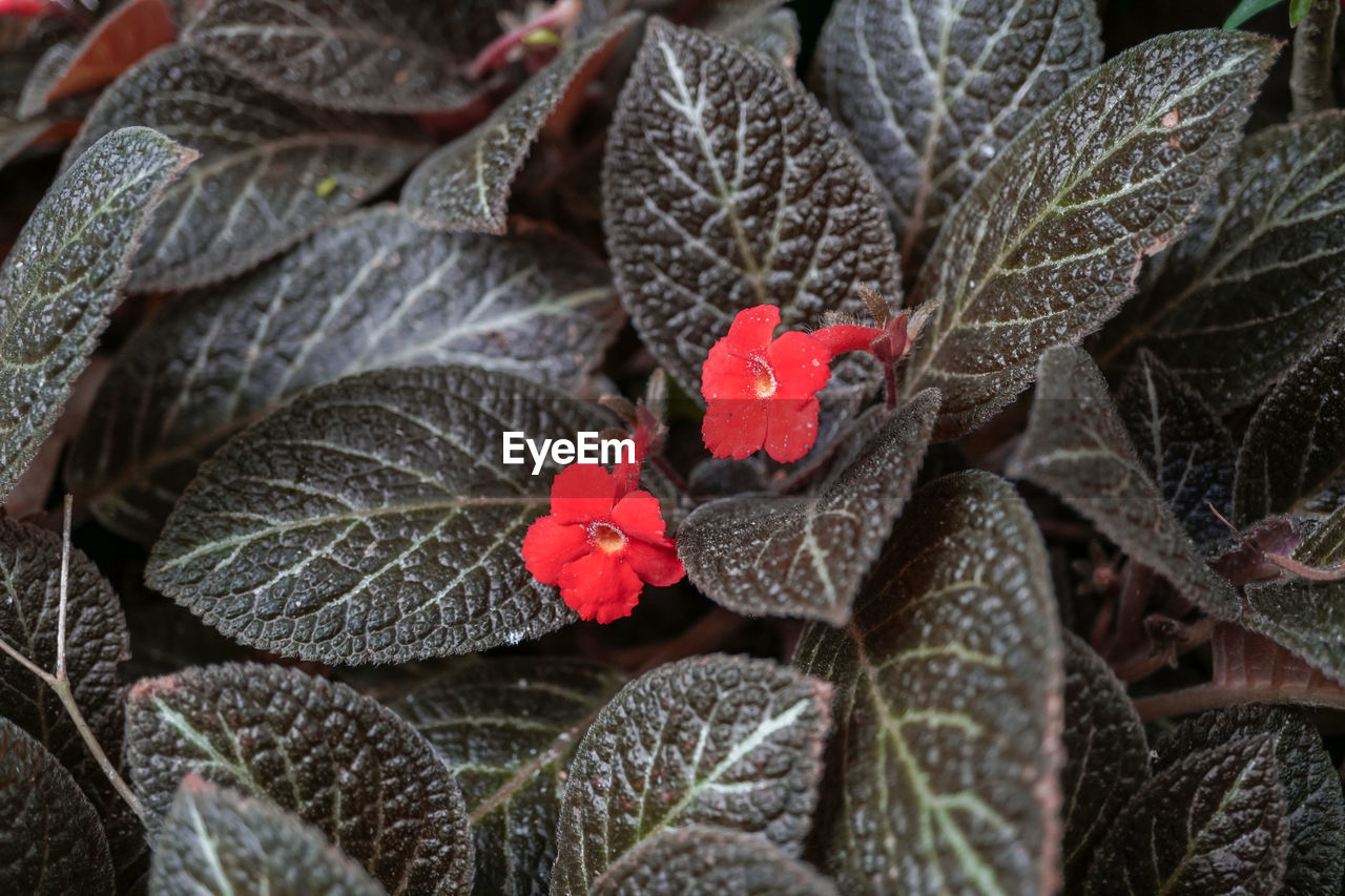 HIGH ANGLE VIEW OF RED AND LEAVES ON PLANT