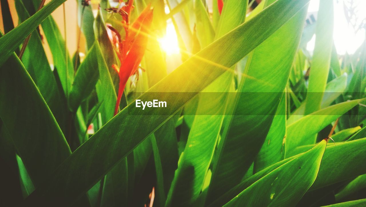 Growth Leaf Nature Plant Sunlight Lens Flare Green On Eyeem