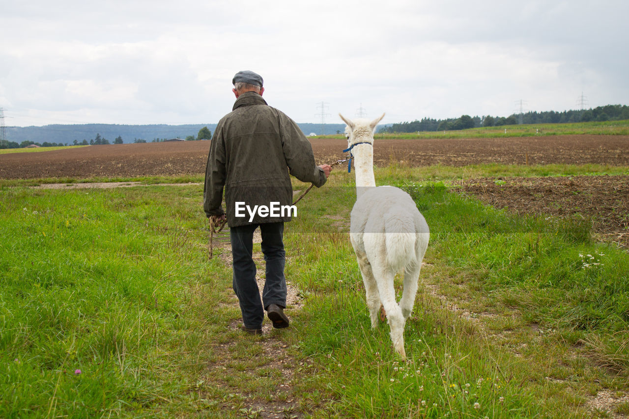 Rear view of man with alpaca on agricultural field
