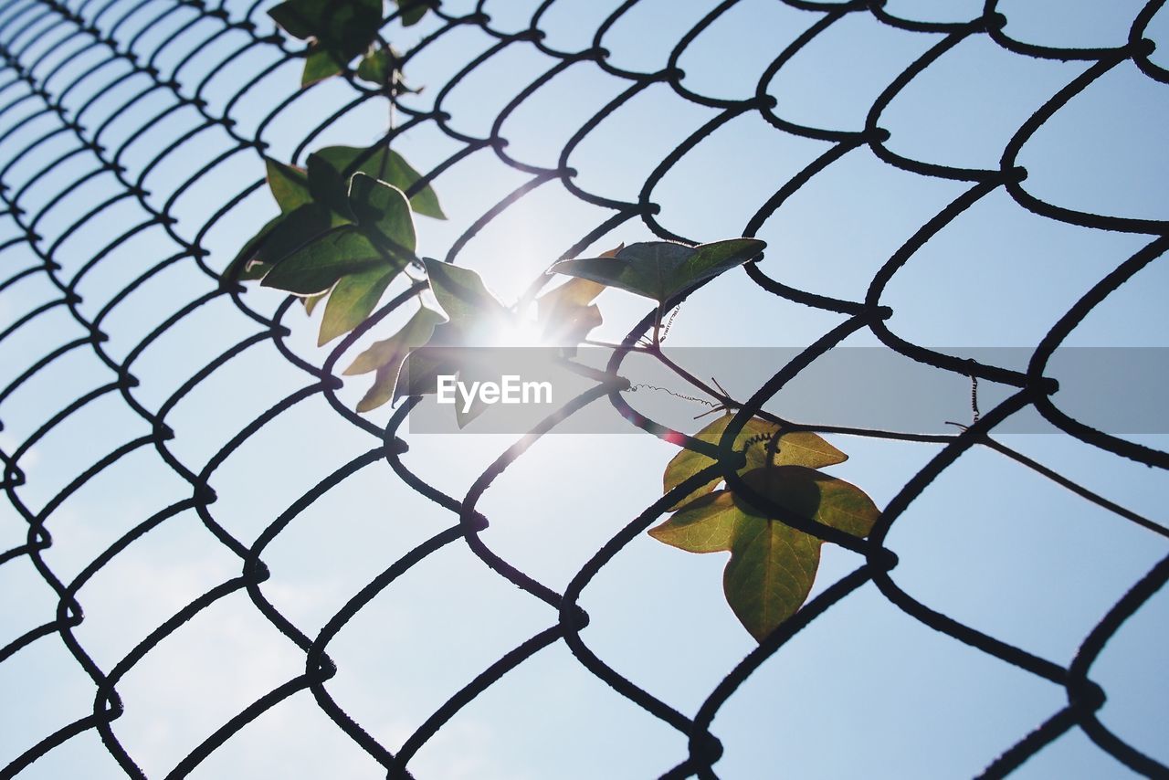 Close-up of maple leaves on chainlink fence against sky