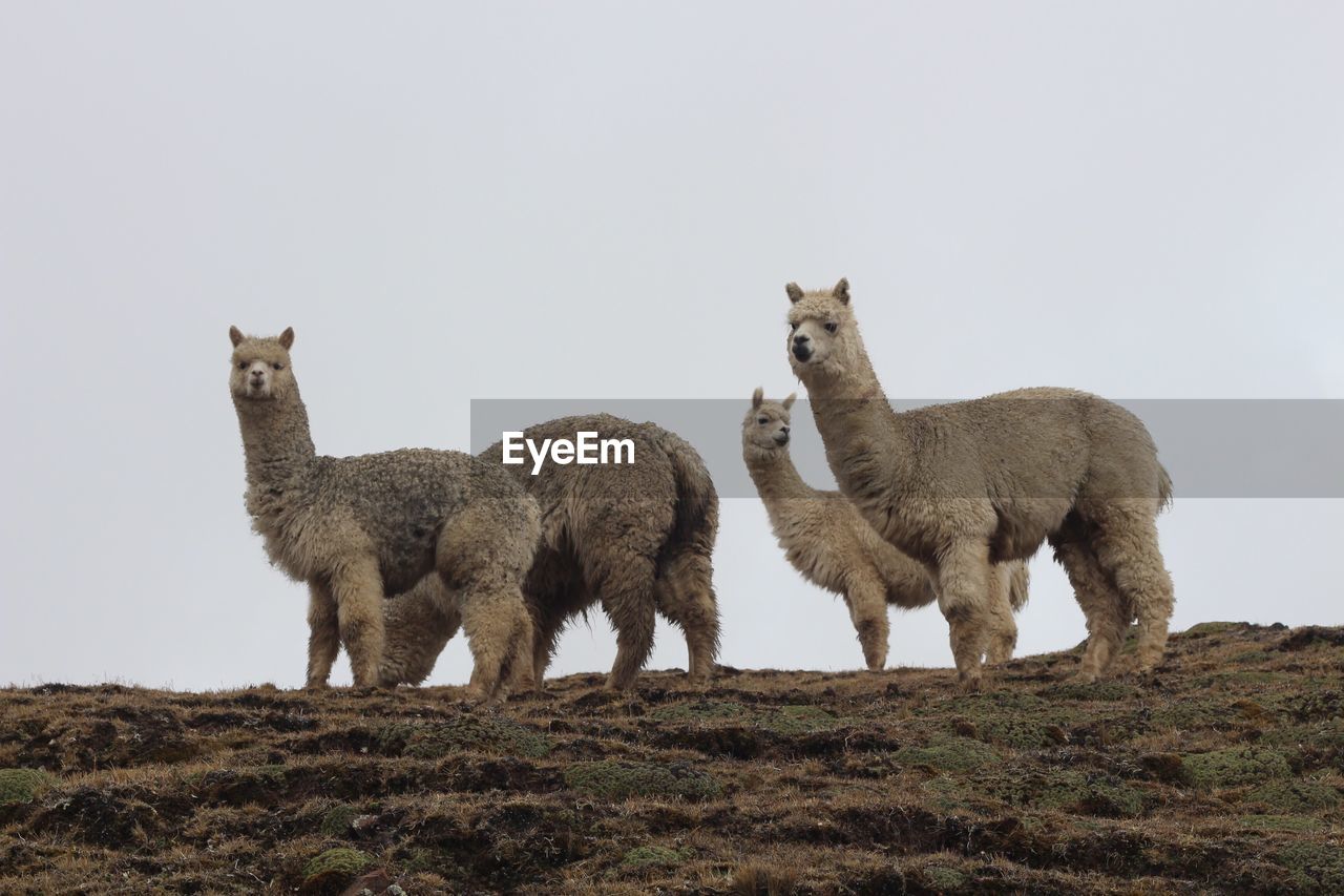 Llamas standing on field against sky