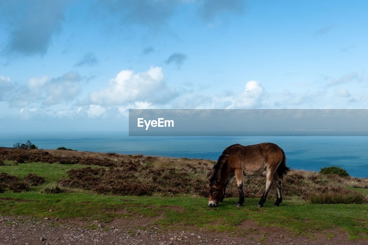Exmoor ponies grazing and roaming free by the sea in somerset on exmoor national park 