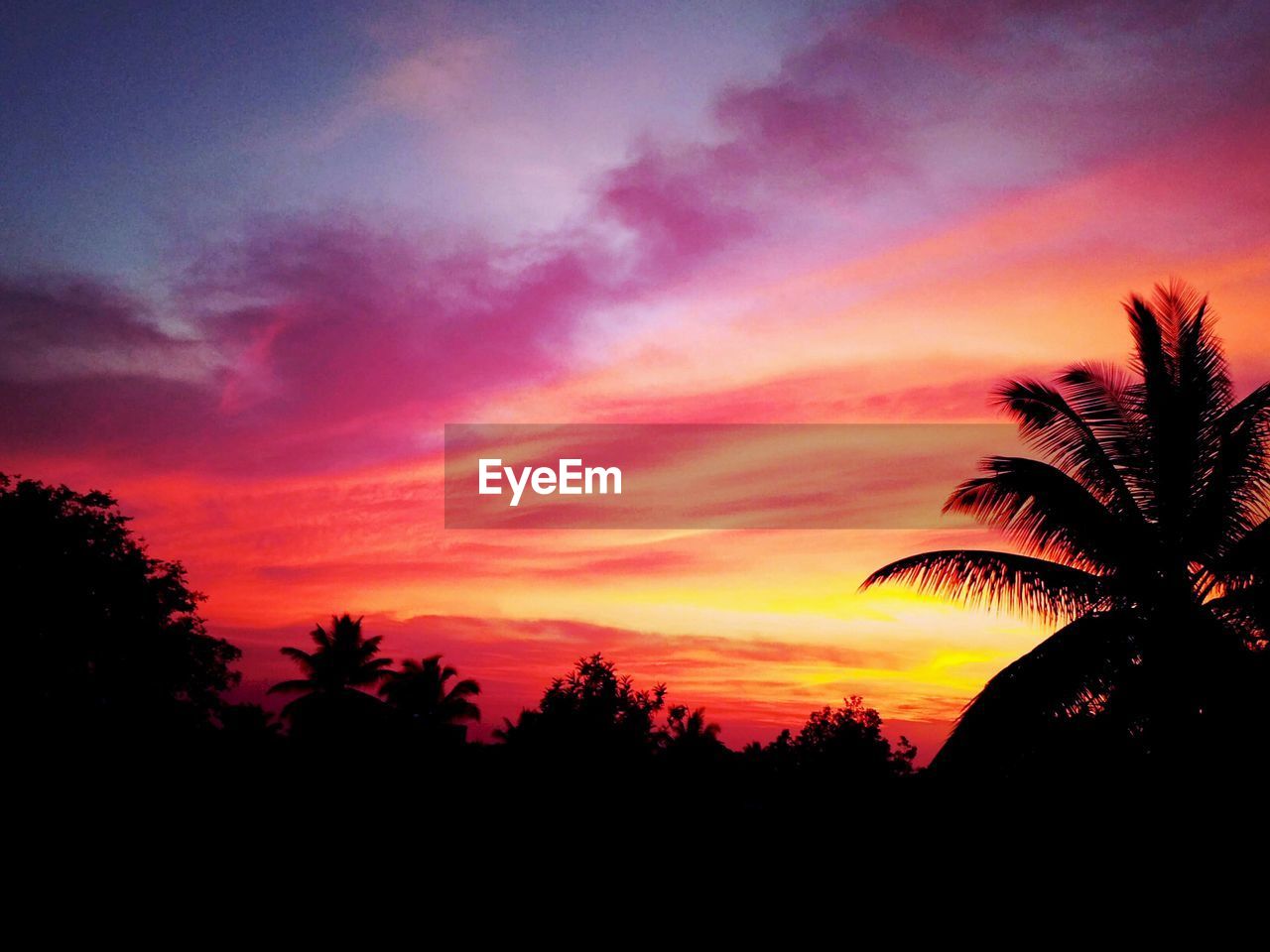 SILHOUETTE OF TREES AT SUNSET