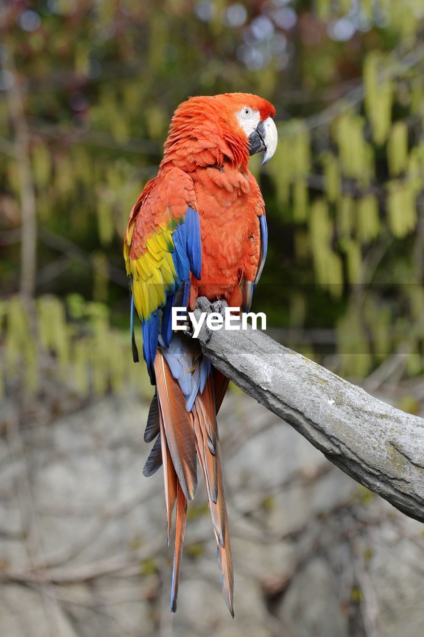 Close-up of parrot perching on tree