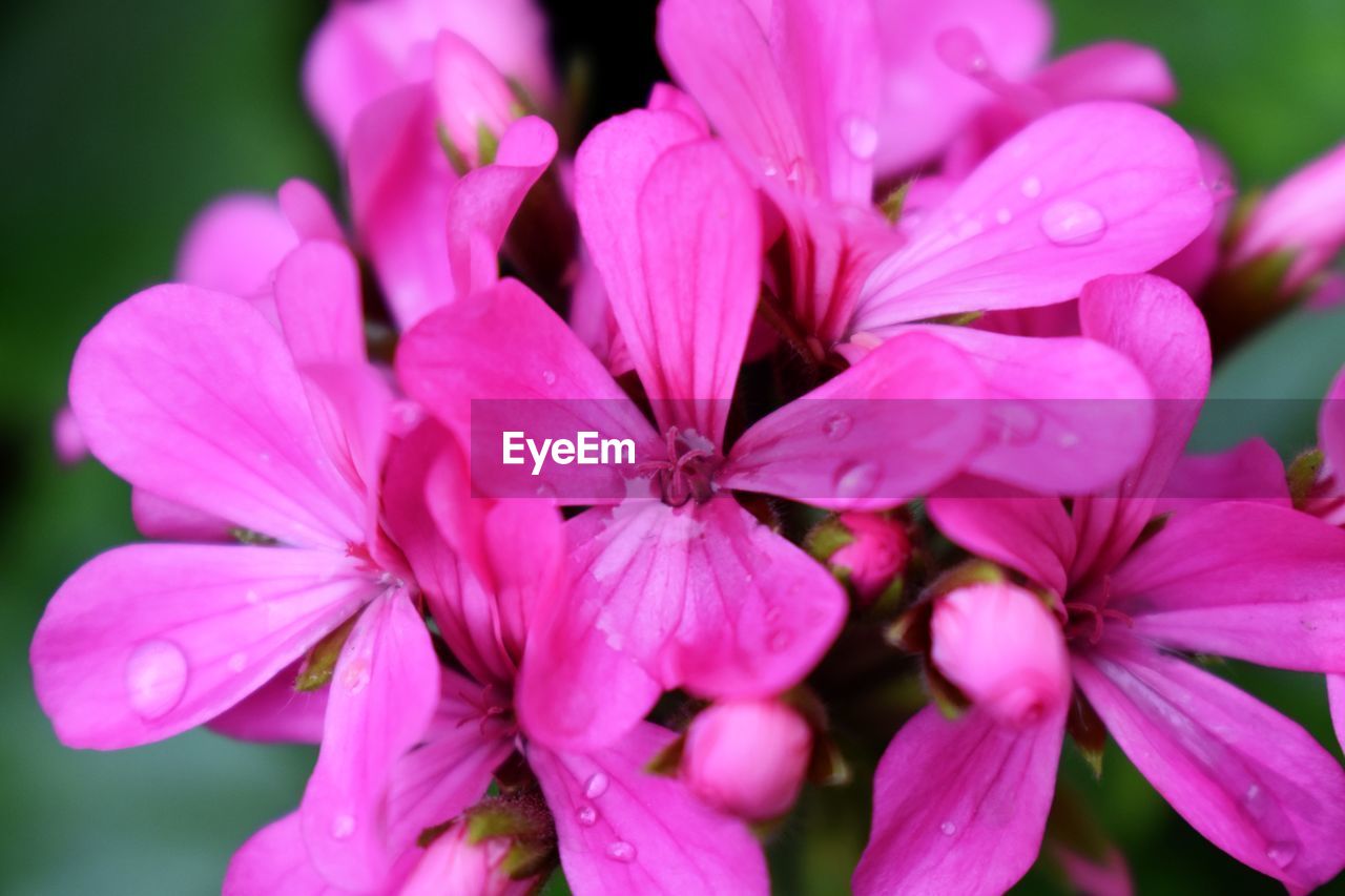 CLOSE-UP OF PINK FLOWERING PLANT WITH PURPLE WATER DROPS