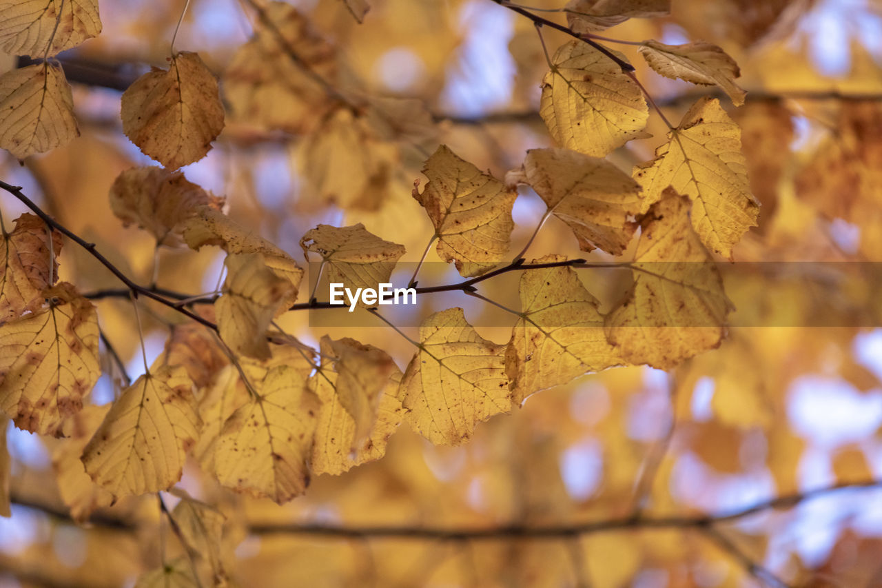 LOW ANGLE VIEW OF AUTUMNAL LEAVES AGAINST TREE
