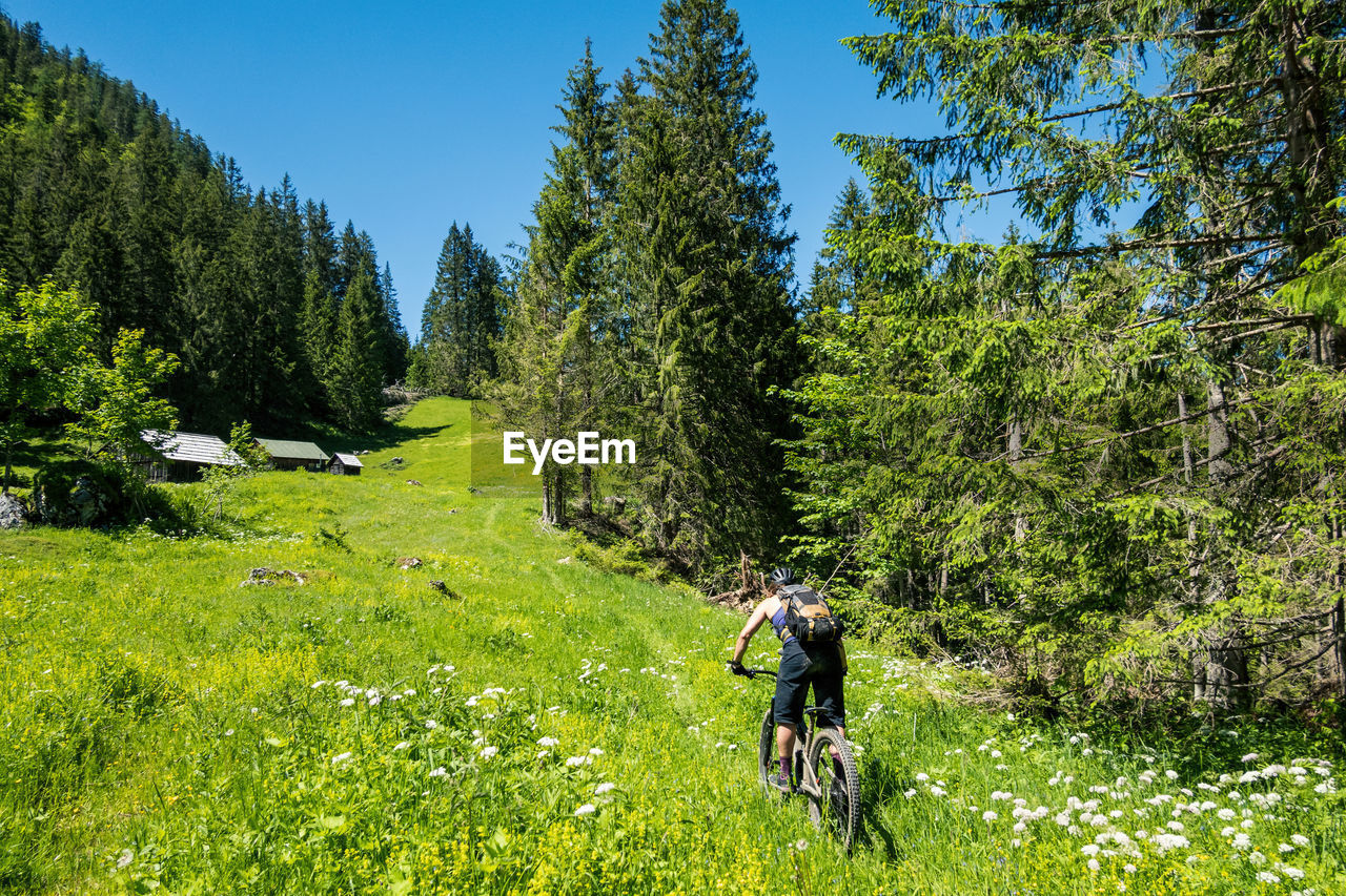 Woman mountain biking on footpath through alpine meadow, salzburg, austria