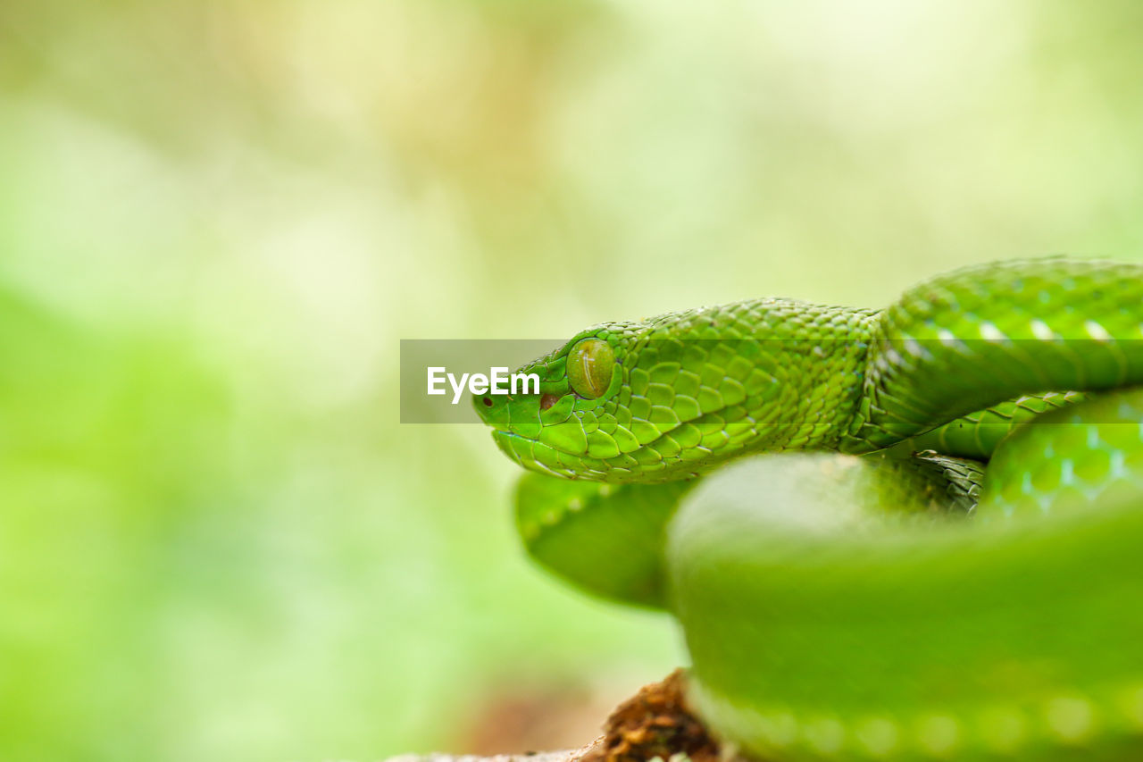 Snake Green Tree Viper Cameron Highland Pit Viper On Eyeem