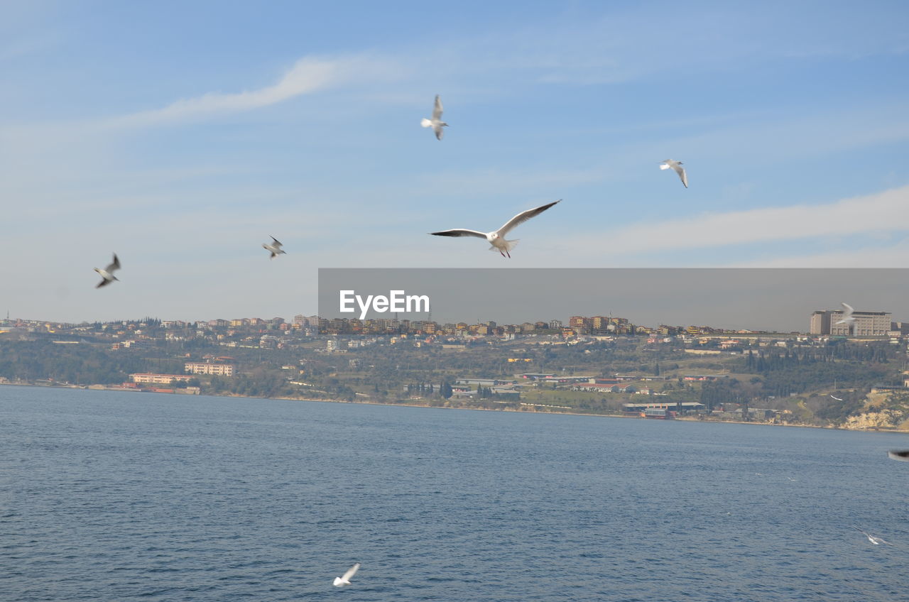 SEAGULLS FLYING OVER SEA AND CITYSCAPE