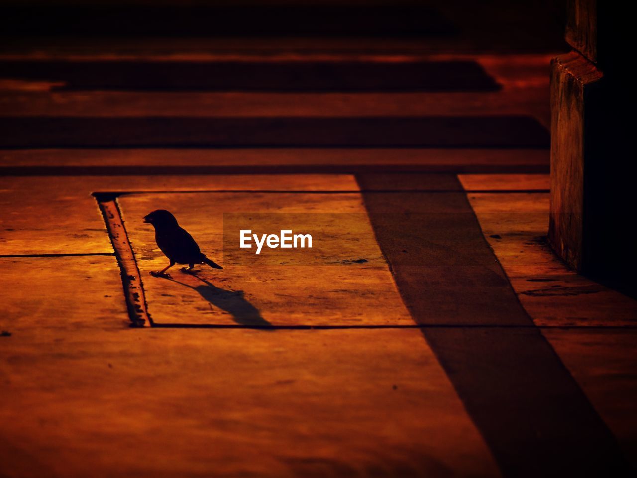 HIGH ANGLE VIEW OF A BIRD ON WOODEN FLOOR
