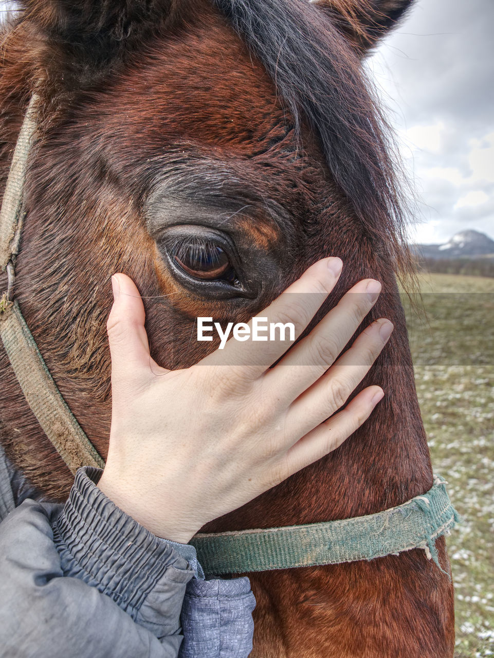 View into brown eye of brown horse. brown reddish horse in pasture with sad eyes