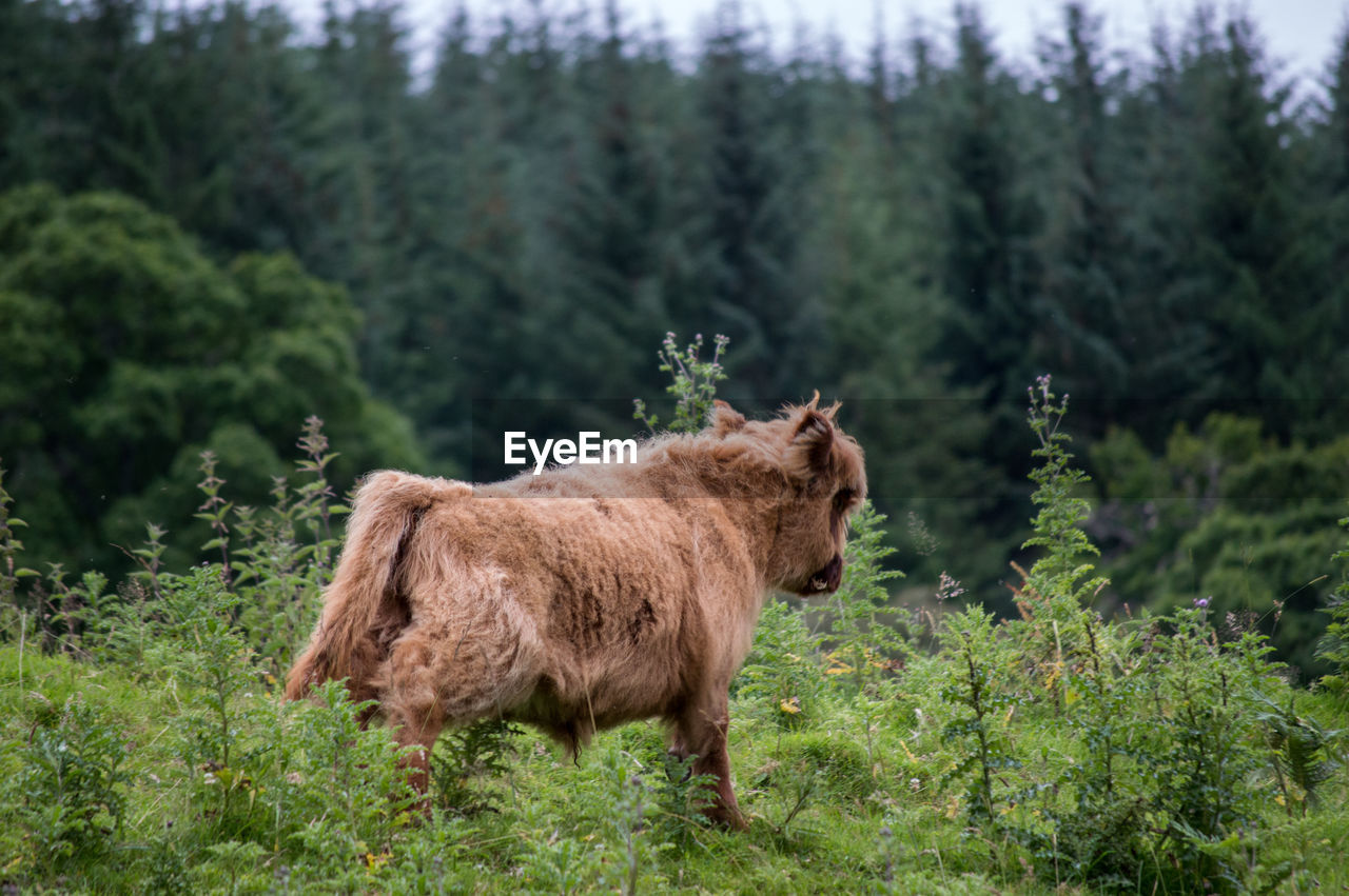 Rear view of highland cattle