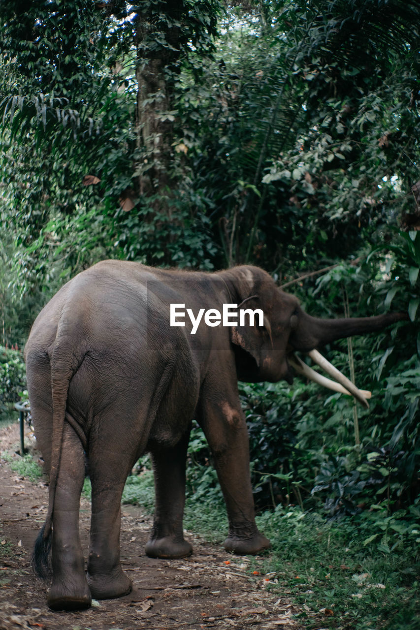 VIEW OF ELEPHANT IN FOREST