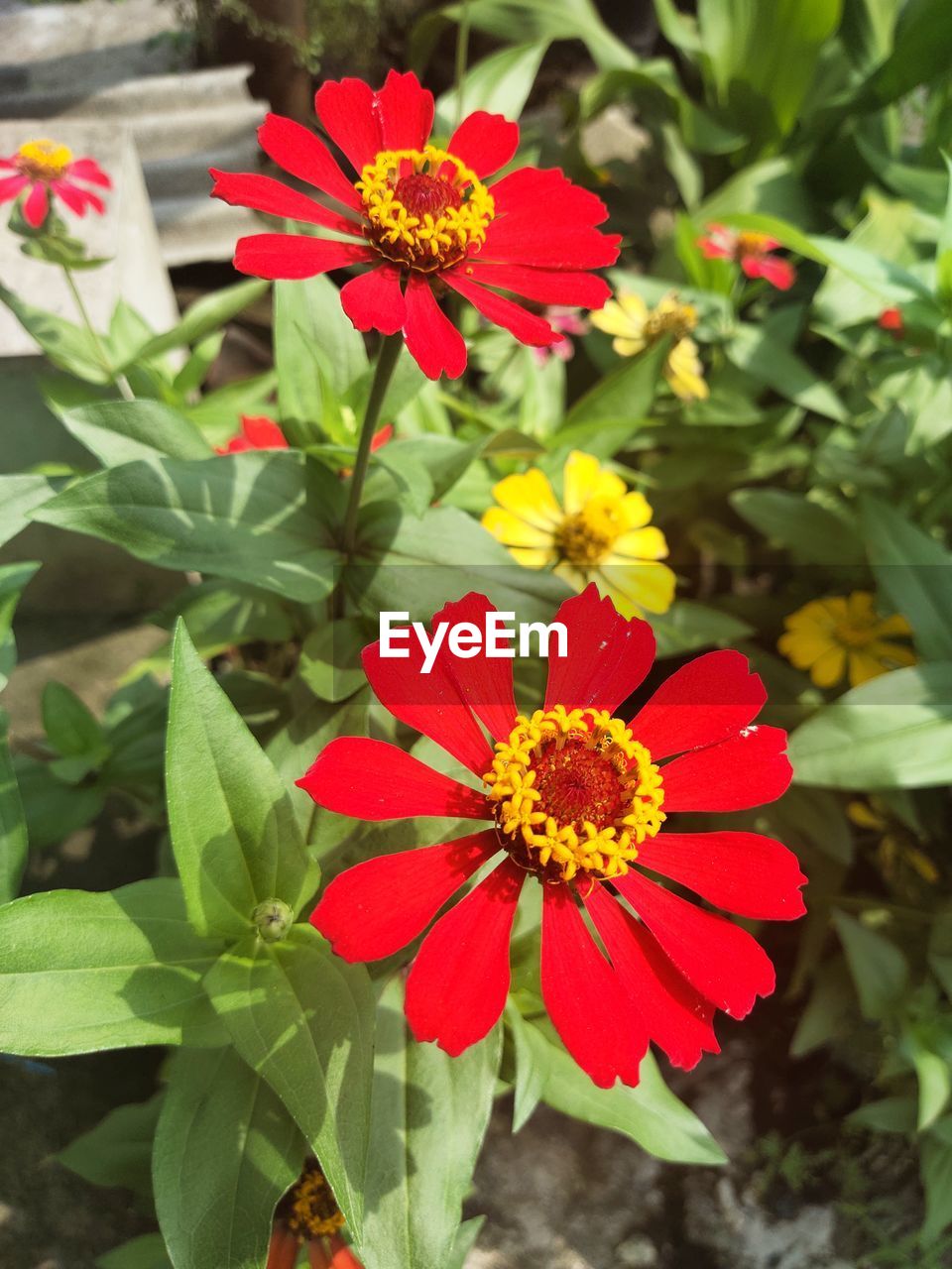 flower, flowering plant, plant, freshness, beauty in nature, growth, nature, flower head, plant part, close-up, leaf, fragility, petal, inflorescence, red, wildflower, no people, green, day, outdoors, zinnia, focus on foreground, multi colored, botany, high angle view, yellow, pollen