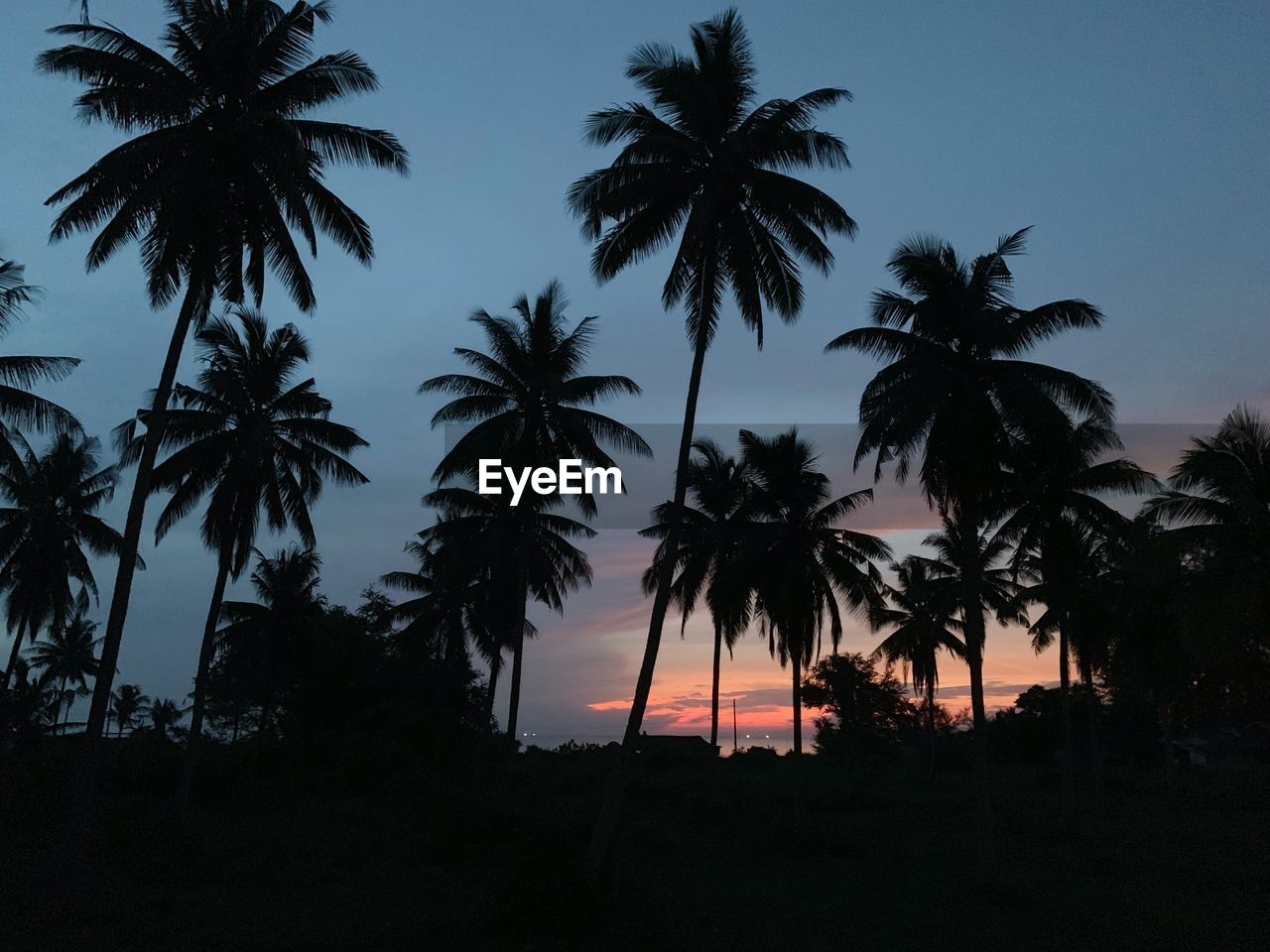 Silhouette palm trees against sky at sunset
