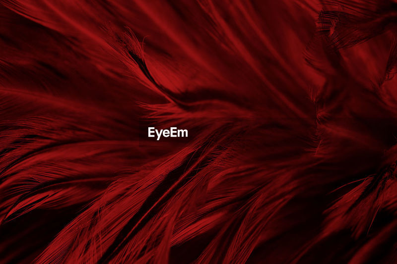 Beautiful dark red maroon feather pattern | ID: 156148591