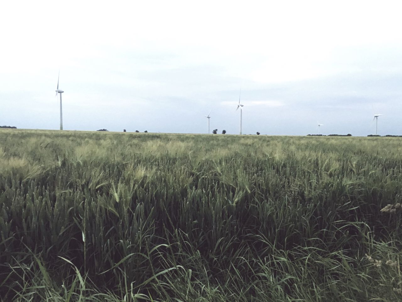 SCENIC VIEW OF FIELD AGAINST CLEAR SKY