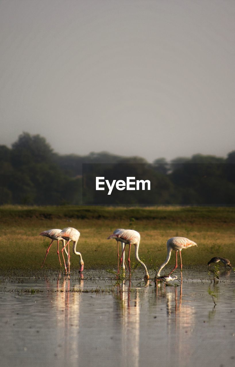 View of birds on lake