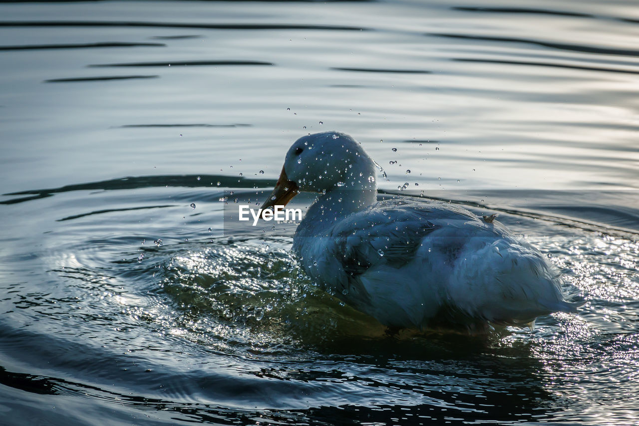 CLOSE-UP OF DUCKS SWIMMING ON LAKE