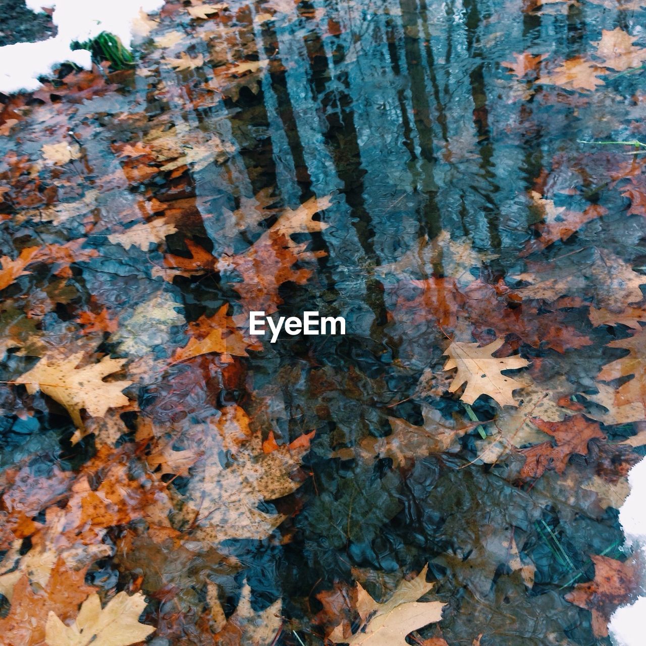High angle view of leaves in water