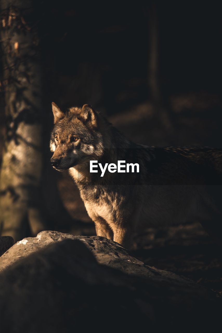 The wolf in the forest 