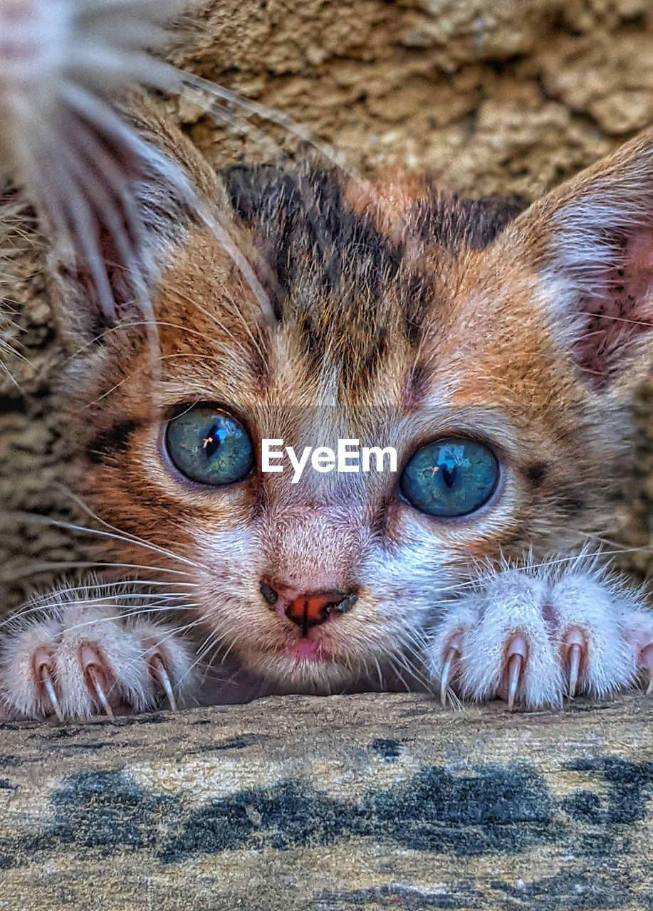 CLOSE-UP PORTRAIT OF KITTEN
