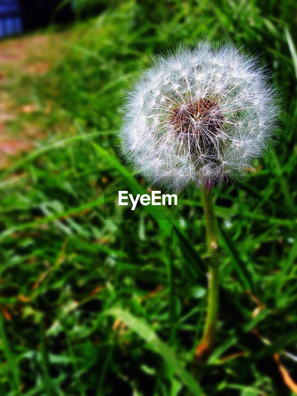 CLOSE-UP VIEW OF DANDELION