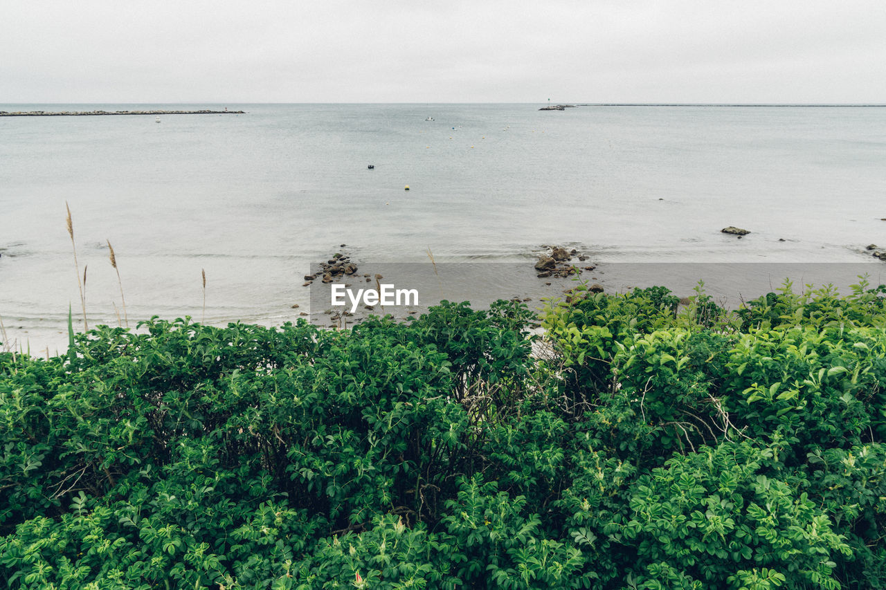SCENIC VIEW OF SEA WITH TREES IN BACKGROUND