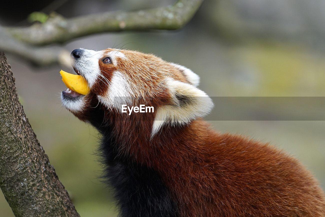 Close Up Of Red Panda Eating Food Id 85513326